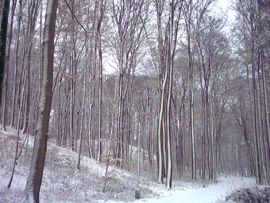 Trzebnica - Las Bukowy!